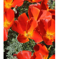 Семена Эшшольция Ред Чиф