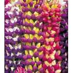 Семена Люпин Тутти-Фрутти Семена Люпин Тутти-Фрутти