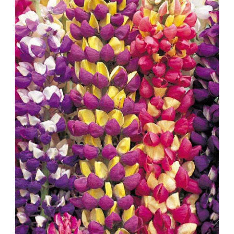 Семена Люпин Тутти-Фрутти Семена Люпин Тутти-Фрутти