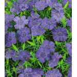 Семена Гвоздика Имаго голубая Семена Гвоздика Имаго голубая