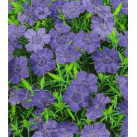 Семена Гвоздика Имаго голубая