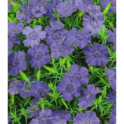 Семена Гвоздика Имаго голубая