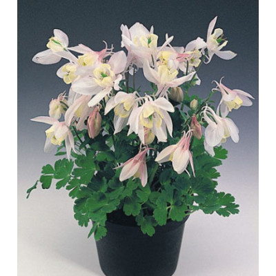 Семена Аквилегия Камео нежно-розовая