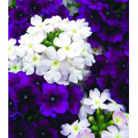 Семена Вербена F1 Кварц Сильвер энд парпл