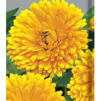 Семена Календула махровая Кэндимен еллоу