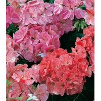 Семена Пеларгония F1 Райпл