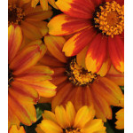 Семена Цинния F1 Захара Санберст Семена Цинния F1 Захара Санберст