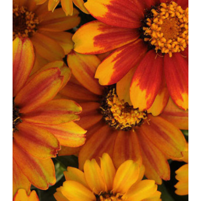 Семена Цинния F1 Захара Санберст