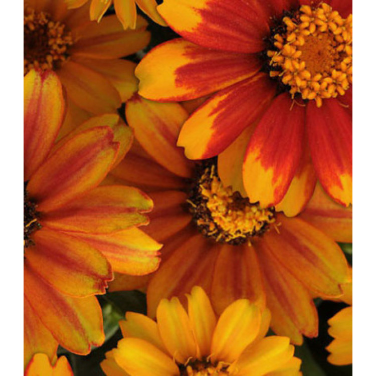 Семена Цинния F1 Захара Санберст Семена Цинния F1 Захара Санберст