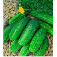 Огурец Братец Иванушка F1