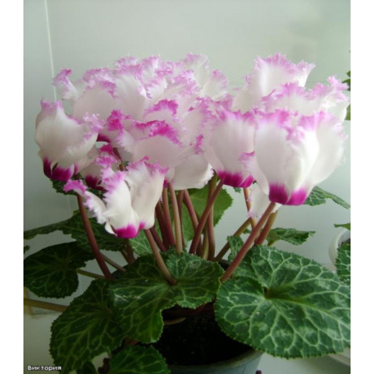 Цикламен Виктория персидский Цикламен Виктория персидский