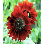 Подсолнечник Красное солнышко Подсолнечник Красное солнышко