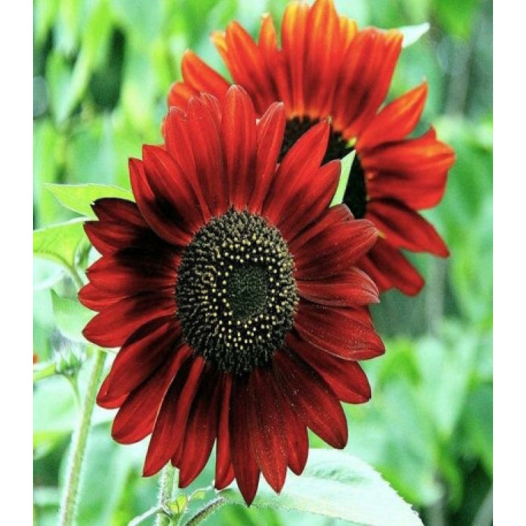 Подсолнечник Красное солнышко Подсолнечник Красное солнышко