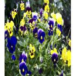 Виола Шотландия смесь окрасок Виола Шотландия смесь окрасок