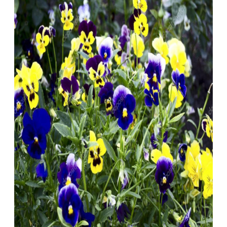 Виола Шотландия смесь окрасок Виола Шотландия смесь окрасок