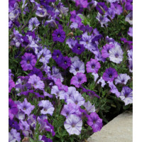 Петуния мелкоцветковая Шок Д��ним F1