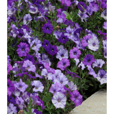 Петуния мелкоцветковая Шок Д��ним F1