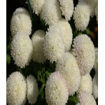 Хризантема девичья Сноу бол Хризантема девичья Сноу бол