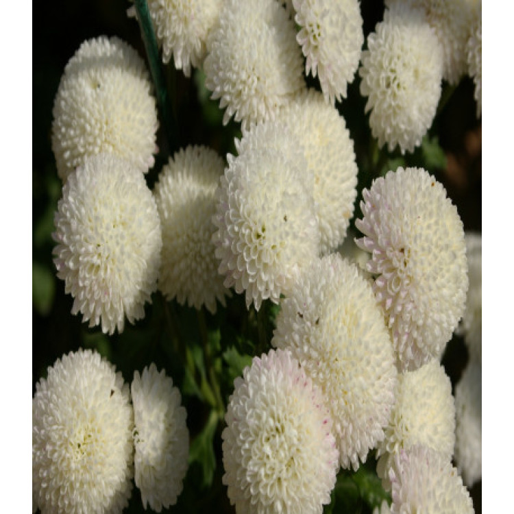 Хризантема девичья Сноу бол Хризантема девичья Сноу бол
