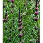 Пустырник сердечный Самарский Пустырник сердечный Самарский