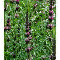 Пустырник сердечный Самарский