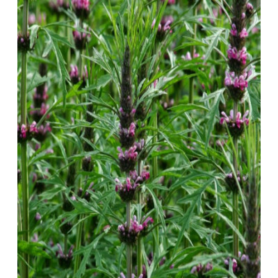 Пустырник сердечный Самарский