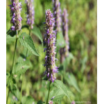 Лофант Франт анисовый Лофант Франт анисовый