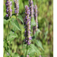 Лофант Франт анисовый