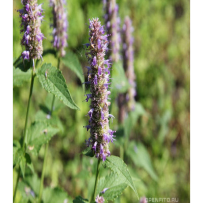 Лофант Франт анисовый