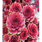 Молодило Каменная роза Молодило Каменная роза