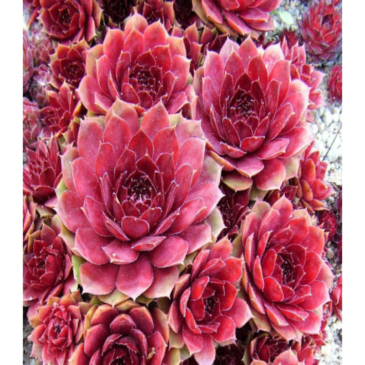 Молодило Каменная роза Молодило Каменная роза