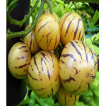 Пепино Рамзес Пепино Рамзес