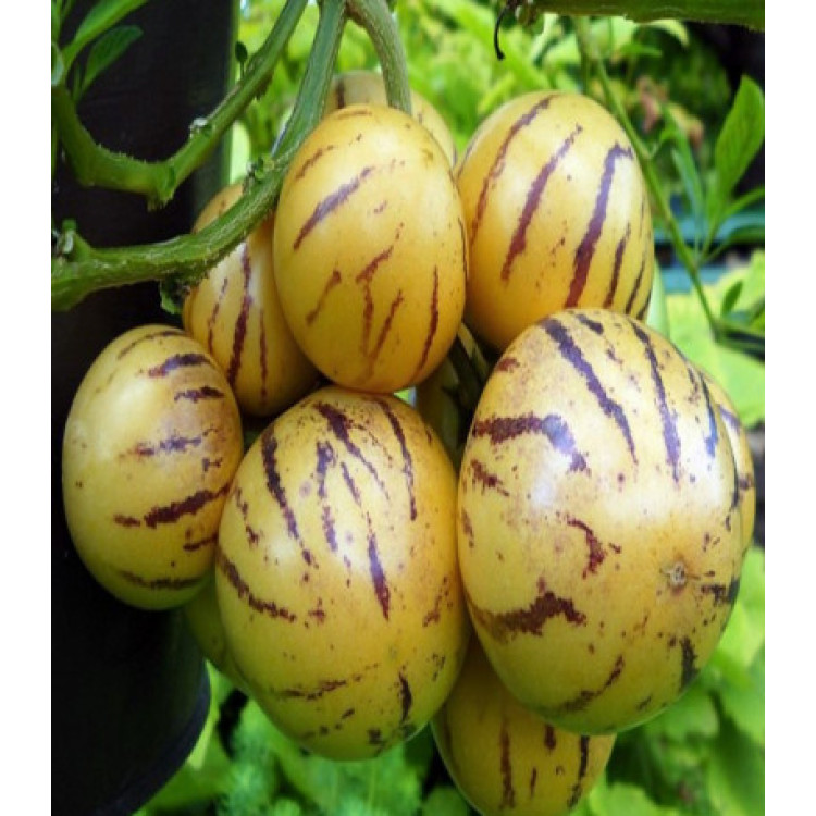 Пепино Рамзес Пепино Рамзес