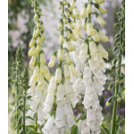 Наперстянка Карлик белый Наперстянка Карлик белый