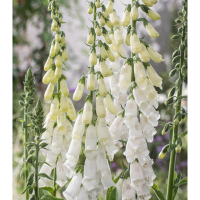Наперстянка Карлик белый
