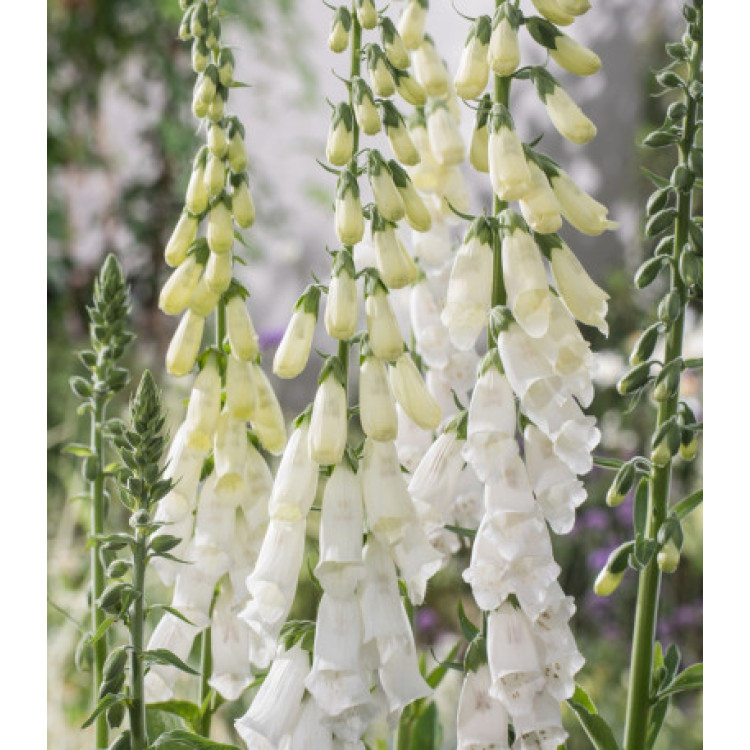 Наперстянка Карлик белый Наперстянка Карлик белый