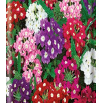 Вербена низкорослая Очаровательные Глазки Вербена низкорослая Очаровательные Глазки