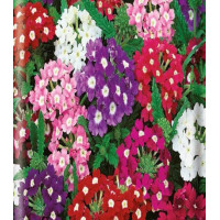 Вербена низкорослая Очаровательные Глазки