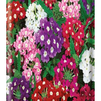 Вербена низкорослая Очаровательные Глазки