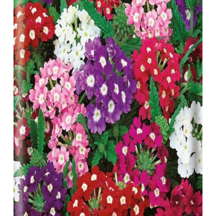 Вербена низкорослая Очаровательные Глазки Вербена низкорослая Очаровательные Глазки