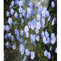 Лён Синий шёлк