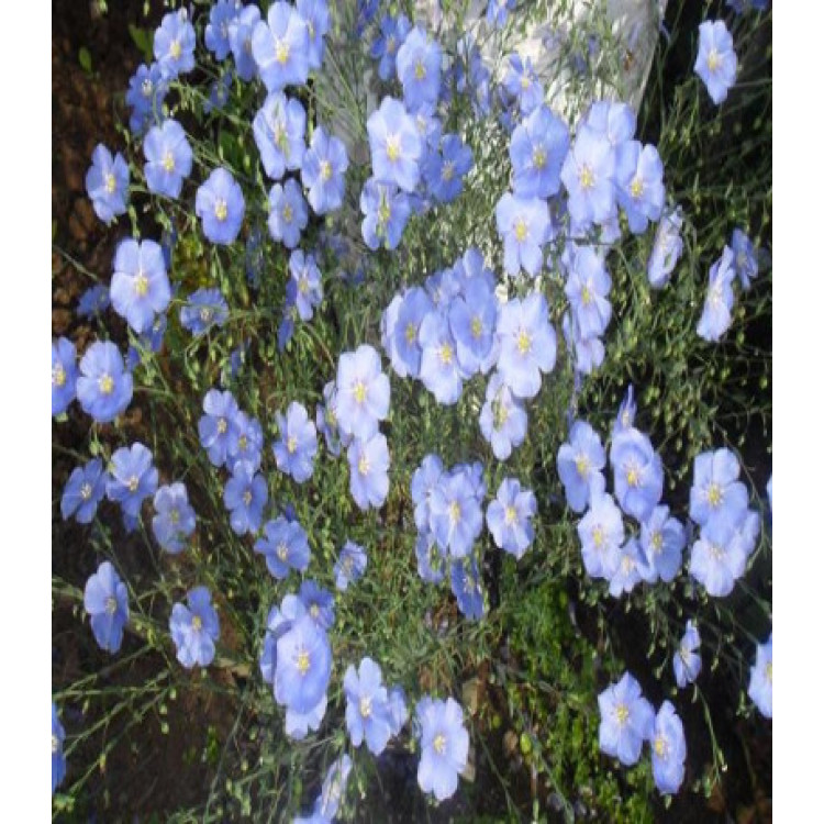 Лён Синий шёлк Лён Синий шёлк