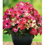 Петуния Фьюзибелс Коралл Лайм Петуния Фьюзибелс Коралл Лайм