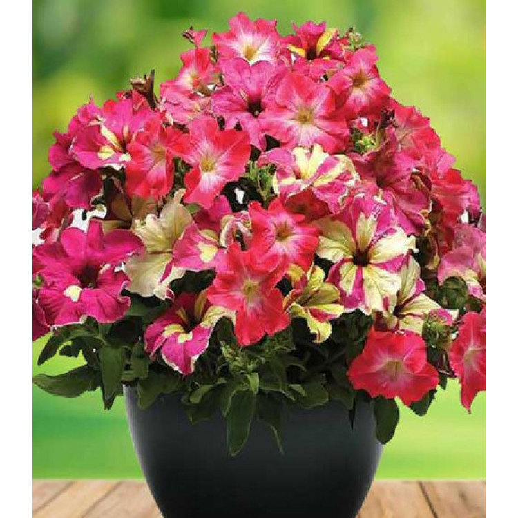 Петуния Фьюзибелс Коралл Лайм Петуния Фьюзибелс Коралл Лайм