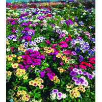 Флокс Гобелен смесь окрасок