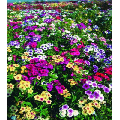 Флокс Гобелен смесь окрасок