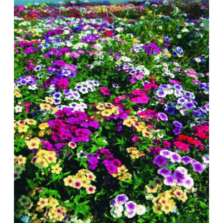 Флокс Гобелен смесь окрасок Флокс Гобелен смесь окрасок