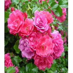 Роза китайская Энжел Вингс Роза китайская Энжел Вингс