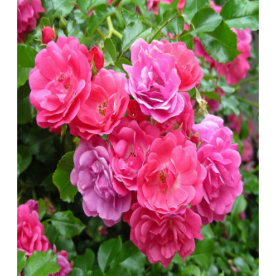 Роза китайская Энжел Вингс