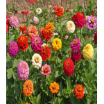 Цинния Пумила Цинния Пумила